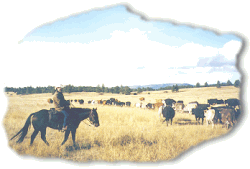 Cattle Drive